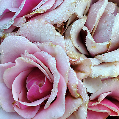 포토 JPG 해외이미지 식물 계절 공원 꽃잎 꽃 꽃다발 결혼 잎 꽃무늬 자연 실내 발렌타인데이 선물 풍경 사람없음 장식 초록색 여름 정원 봄 성장 벚꽃 개화 정상 다발 질감 향기 냄새 아로마 악취 내추럴 구성 해외포토 공공시설 컬러 무늬 데이이벤트 이벤트 내부 생태계 파일형식 이미지허브