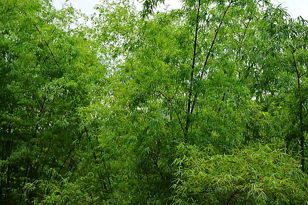 포토 JPG 해외이미지 나무 아시아 잎 자연 사람없음 야외 초록색 갈색 시골 막대기 큼 대나무 해외포토 식물 나라 컬러 크기 생태계 파일형식 이미지허브