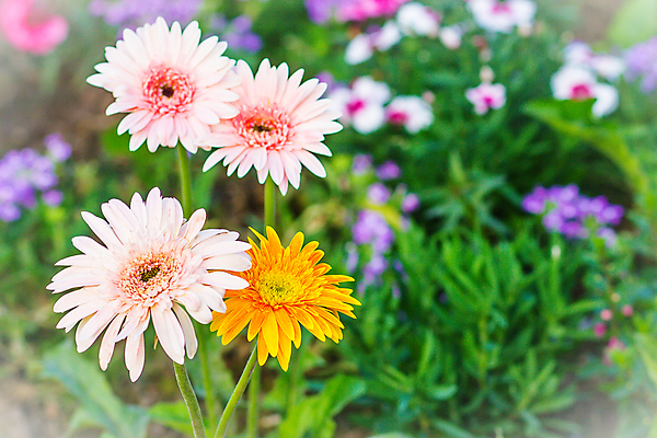 포토 JPG 해외이미지 식물 꽃잎 꽃 줄기 분홍색 백그라운드 잎 꽃무늬 오렌지 자연 사람없음 장식 빨간색 노란색 머리 정원 봄 성장 벚꽃 흰색 신선 묘사 원예 데이지 거베라 내추럴 고립 영원 해외포토 계절 컬러 무늬 과일 취미 신체부위 생태계 파일형식 이미지허브