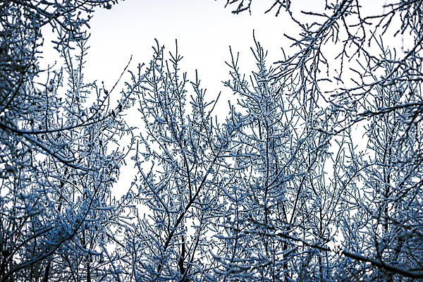 포토 JPG 해외이미지 주간 겨울 하늘 풍경 사람없음 야외 나뭇가지 상고대 겨울풍경 해외포토 자연요소 나무 계절 서리 파일형식 이미지허브