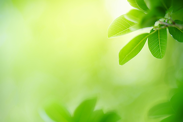 포토 JPG 해외이미지 나무 식물 계절 백그라운드 컨셉 잎 패턴 자연 벽지 추상 잔디 사람없음 초록색 빛 컬러풀 햇빛 태양 우주 환경 정원 맑음 봄 성장 신선 숲 질감 보케 부드러움 내추럴 블러 생태학 지구의날 카피스페이스 그리너리 효과 해외포토 자연요소 교육 기념일 컬러 무늬 날씨 공백 감각 생태계 파일형식 트랜드컬러 이미지허브