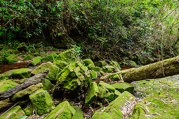 포토 JPG 해외이미지 식물 잎 모션 태국 자연 산 국립공원 이끼 풍경 사람없음 목재 초록색 물 폭포 젖음 흐름 가을 바위 개울 숲 시원함 열대우림 내추럴 깊이 해외포토 자연요소 나무 계절 공원 아시아 컬러 컨셉 재료 강 돌_바위 생태계 파일형식 이미지허브
