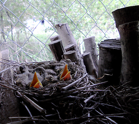 포토 JPG 해외이미지 나무 식물 동물 공원 야생동물 어린이 음식 잎 날개 가족 자연 조류 새로움 건강 병아리 이끼 사람없음 야외 목재 초록색 여름 머리 우주 계란 봄 껍질 나뭇가지 아기 신생아 오픈 둥지 숲 먹기 배고픔 깃털 부리 아이비 부화 내추럴 동물상 해외포토 계절 공공시설 컬러 컨셉 재료 관계 모션 사람 신체부위 조형물 알 생태계 파일형식 이미지허브