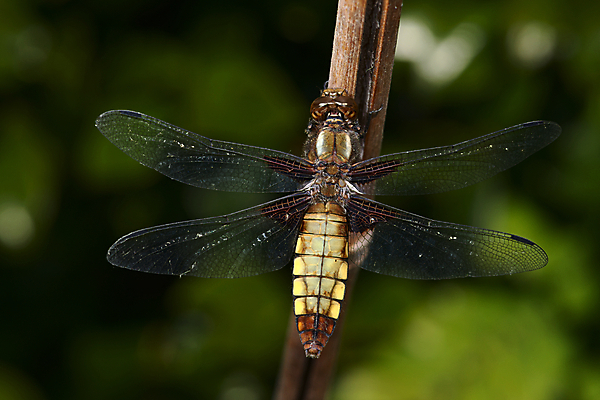 포토 JPG 해외이미지 동물 유럽 얼굴 야생동물 곤충 날개 오렌지 자연 휴식 앉기 사람없음 야외 초록색 갈색 검은색 봄 벌레 잠자리 대나무 묘사 생물학 육식동물 내추럴 동물상 생태학 해외포토 나무 계절 교육 나라 컬러 컨셉 과일 모션 신체부위 조형물 생태계 파일형식 이미지허브