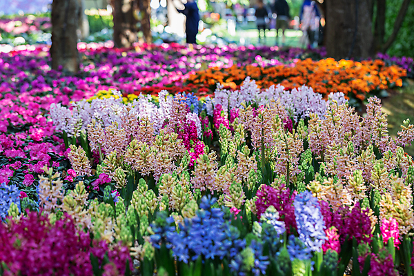 포토 JPG 해외이미지 식물 공원 꽃 행복 분홍색 꽃다발 꽃무늬 밭 태국 자연 하늘 친절 거리 주택 사람없음 야외 장식 초록색 여름 파란색 컬러풀 마을 정원 맑음 보라색 일몰 놀람 봄 꿈 벚꽃 가을 시골 신선 개화 황금 묘사 원예 솜털 해외포토 계절 공공시설 감정 아시아 컬러 무늬 농업 날씨 표정 취미 건물 노을 생태계 파일형식 이미지허브