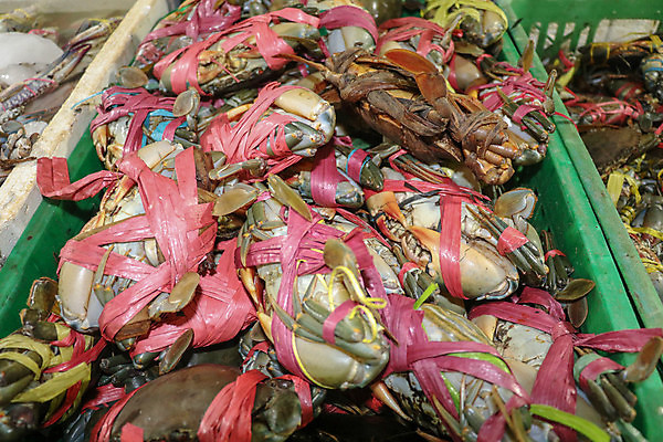 포토 JPG 해외이미지 동물 전통 음식 바다 백그라운드 다이어트 재료 태국 자연 낚시 조개 새우 거리 건강 종류 갑각류 어류 요리 사람없음 판매 세일 상점 식당 얼음 식사 저녁식사 게 신선 시장 선택 맛 바닷가재 지중해 먹기 해산물 오징어 날것 문어 지역 소매 단백질 해외포토 자연요소 아시아 컨셉 모션 레저 어패류 연체동물 수중동물 가재 생태계 영양소 파일형식 이미지허브