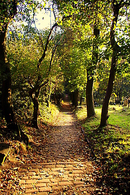 포토 JPG 해외이미지 나무 계절 공원 길 잎 자국 자연 영국 잉글랜드 풍경 사람없음 야외 목재 초록색 여름 컬러풀 가을 조약돌 시골 도시 숲 오솔길 내추럴 땅바닥 삼림지대 선로 오아시스 그리너리 해외포토 식물 공공시설 유럽 컬러 재료 바닥 돌_바위 생태계 파일형식 트랜드컬러 이미지허브