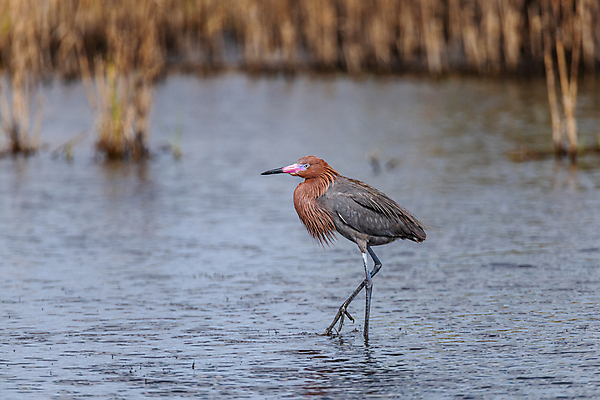 포토 JPG 해외이미지 동물 북아메리카 조류 사람없음 미국 플로리다 해외포토 아메리카 파일형식 이미지허브