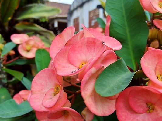 포토 JPG 해외이미지 식물 계절 공원 꽃잎 꽃 화초 분홍색 백그라운드 잎 자연 왕관 사람없음 장식 빨간색 초록색 빛 정원 봄 성장 벚꽃 신선 가시 작음 관목 내추럴 고립 심기 해외포토 나무 공공시설 컬러 모션 크기 생태계 파일형식 이미지허브