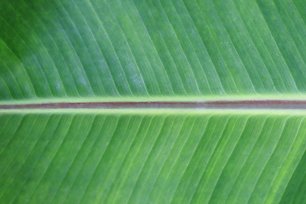 포토 JPG 해외이미지 나무 식물 줄기 잎 농업 과일 열대 바나나 손바닥 사람없음 성장 나뭇가지 다발 이국적 해외포토 손 산업 파일형식 이미지허브