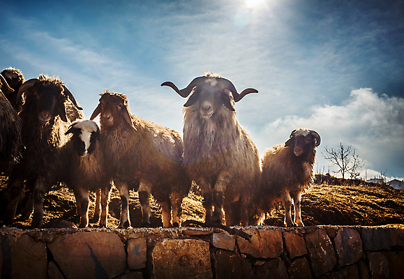 포토 JPG 해외이미지 동물 산업 농업 포유류 자연 털 사람없음 야외 여름 농장 농경지 환경 맑음 가축 시골 양 그룹 소 군중 방목 언덕 서식지 양고기 내추럴 양모 램 방목장 밭일 생태학 많음 목가 해외포토 계절 교육 컨셉 날씨 육류 사람 직물 축산업 생태계 파일형식 이미지허브