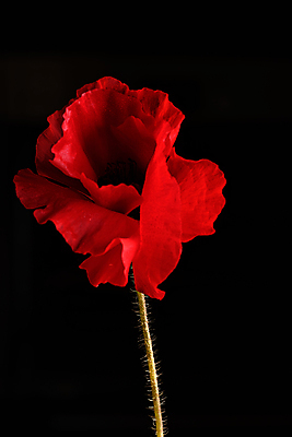 포토 JPG 해외이미지 식물 계절 꽃잎 꽃 줄기 자연 검은배경 영국 잉글랜드 사랑 사람없음 빨간색 컬러풀 평화 사진촬영 봄 떨어짐 양귀비 추모 취급주의 카피스페이스 해외포토 감정 유럽 컬러 백그라운드 컨셉 경고 검은색 촬영 공백 생태계 파일형식 이미지허브