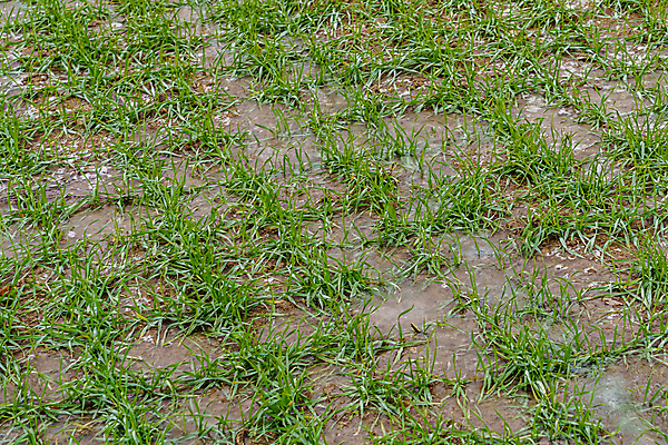 포토 JPG 해외이미지 식물 계절 겨울 밭 농업 자연 하늘 날씨 풍경 사람없음 야외 초록색 농작물 농장 농경지 새싹 환경 얼음 흙 추위 성장 시골 신선 12월 땅 시리얼 밀 유기농 1월 내추럴 밭일 줄서기 세련 해외포토 자연요소 웰빙 산업 음식 컬러 모션 곡류 날짜 생태계 파일형식 이미지허브