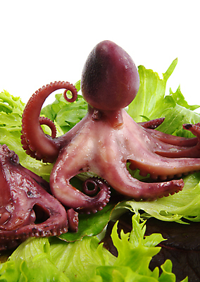 포토 JPG 해외이미지 동물 접시 음식 바다 패턴 다이어트 자연 파슬리 나선형 건강 육류 어류 요리 사람없음 빨간색 보라색 수중 식사 샐러드 추위 흰색 신선 고급 상추 먹기 해산물 준비 날것 문어 점심식사 삶기 해외포토 식기 컬러 컨셉 무늬 채소 식재료 모션 연체동물 수중동물 생태계 파일형식 이미지허브