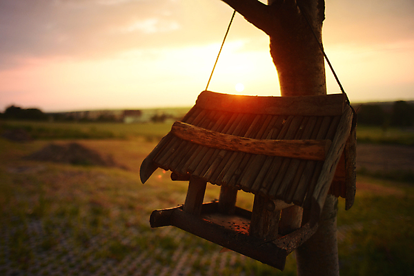 포토 JPG 해외이미지 나무 식물 편집 디자인 계절 백그라운드 크리스마스 겨울 밭 일러스트 자연 조류 하늘 새로움 주택 사랑 풍경 사람없음 그래픽 여름 파란색 상자 태양 정원 봄 할로윈 추위 수확 벚꽃 가을 흰색 축하 인사 정상 숲 연도 심볼 그림 복고 새장 양귀비 엘리먼트 해외포토 자연요소 동물 기념일 꽃 감정 컬러 컨셉 농업 건물 예절 생태계 케이지 파일형식 이미지허브