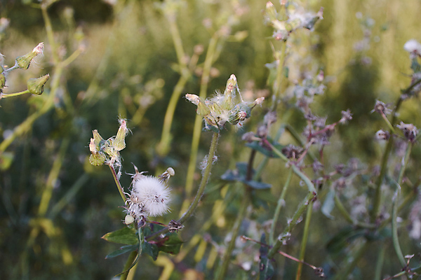 포토 JPG 해외이미지 식물 꽃 백그라운드 꽃무늬 밭 자연 하늘 부활절 건강 풍경 사람없음 여름 파란색 빛 햇빛 태양 약 노란색 일출 환경 정원 침묵 봄 벚꽃 광선 흰색 신선 차 허브 순수 데이지 향기 아로마 꽃가루 아로마테라피 내추럴 캐모마일 해외포토 자연요소 계절 기념일 음료 컬러 컨셉 무늬 농업 의학 노을 소리 가루 생태계 냄새 테라피 파일형식 이미지허브