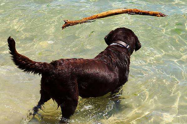 포토 JPG 해외이미지 동물 행복 호수 야생동물 바다 포유류 자연 놀이 건강 사람없음 야외 물 여름 파란색 반려동물 강 갈색 수영 가축 젖음 잡기 입 막대기 개 강아지 떨어짐 모피 속도 적재 송곳니 기르기 해외포토 자연요소 계절 감정 컬러 컨셉 모션 신체부위 수상스포츠 치아 생태계 돌봄 파일형식 이미지허브