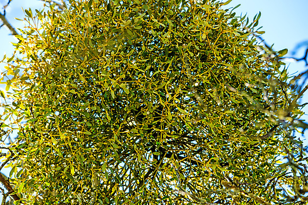 포토 JPG 해외이미지 나무 식물 잎 자연 하늘 사람없음 치료 초록색 파란색 약 건강관리 사발 허브 부드러움 암 테라피 치료제 해외포토 컬러 의학 건강 관리 뷰티 감각 사기그릇 질병 생태계 파일형식 이미지허브