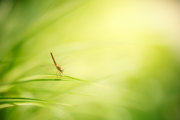 포토 JPG 해외이미지 식물 동물 손 디자인 꽃 야생동물 나비 곤충 백그라운드 날개 자연 추상 수채화 미술 사람없음 야외 그래픽 장식 초록색 물 여름 파란색 컬러풀 노란색 환경 정원 봄 수확 흰색 벌레 잠자리 스케치 문신 묘사 그림 복고 내추럴 스타일 해외포토 자연요소 계절 컬러 무늬 농업 문화예술 신체부위 생태계 파일형식 이미지허브