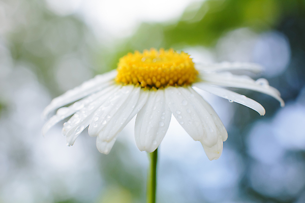 포토 JPG 해외이미지 식물 구름 계절 꽃 백그라운드 잎 꽃무늬 밭 자연 하늘 풍경 잔디 사람없음 초록색 여름 파란색 햇빛 태양 농장 노란색 정원 맑음 봄 성장 벚꽃 흰색 시골 신선 땅 허브 데이지 장면 내추럴 캐모마일 평야 해외포토 자연요소 컬러 무늬 농업 날씨 생태계 파일형식 이미지허브