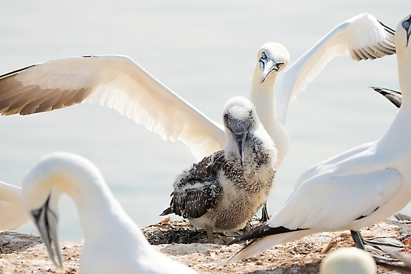 포토 JPG 해외이미지 동물 야생동물 바다 섬 가족 청소년 자연 조류 휴식 함께함 병아리 서기 풍경 성인 사람없음 야외 옆모습 물 노란색 머리 환경 검은색 흰색 아기 행운 보호 깃털 부리 북쪽 솜털 내추럴 생태학 식민지 해외포토 자연요소 교육 뷰포인트 컬러 컨셉 관계 모션 사람 신체부위 방향 생태계 파일형식 이미지허브