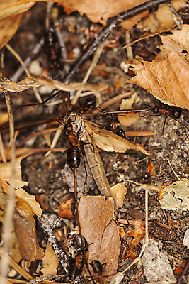 포토 JPG 해외이미지 동물 음식 곤충 날개 통신 발 자연 협력 사람없음 힘 가을 황무지 치아 자르기 먹기 기아 희생 개미 올가미 토막 모기 승자 해외포토 계절 모션 신체부위 소화기관 해충 사회이슈 생태계 파일형식 이미지허브