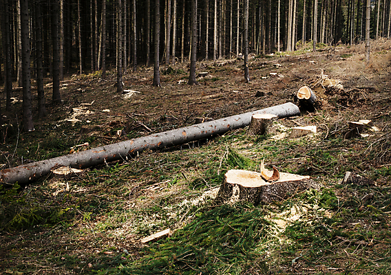 포토 JPG 해외이미지 나무 식물 산업 백그라운드 농업 자연 풍경 사람없음 야외 목재 초록색 쌓기 환경 수확 신선 소나무 숲 장작 자르기 묘사 침엽수 자원 내추럴 벌목 생태학 수목 해외포토 교육 컬러 재료 모션 생태계 파일형식 이미지허브