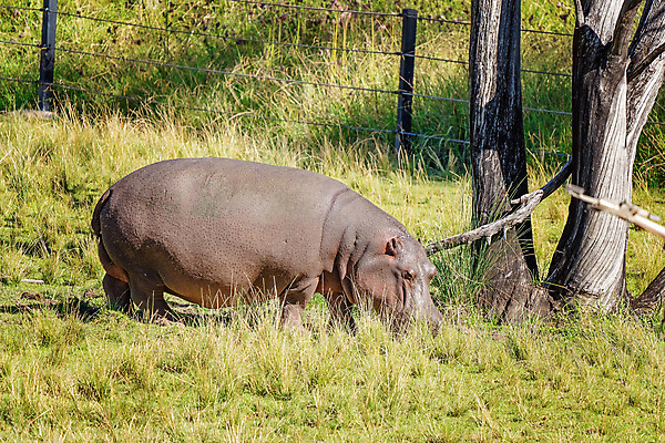포토 JPG 해외이미지 모양 동물 호수 신체 포유류 아프리카 초식동물 통 종류 사람없음 물 강 갈색 펼침 오픈 입 큼 시원함 고도 피부 진흙 상아 몸통 하마 서식지 송곳니 숨김 공격적 민물 어려움 적자 초식 못생김 해외포토 자연요소 나라 컬러 컨셉 모션 신체부위 치아 크기 파일형식 이미지허브