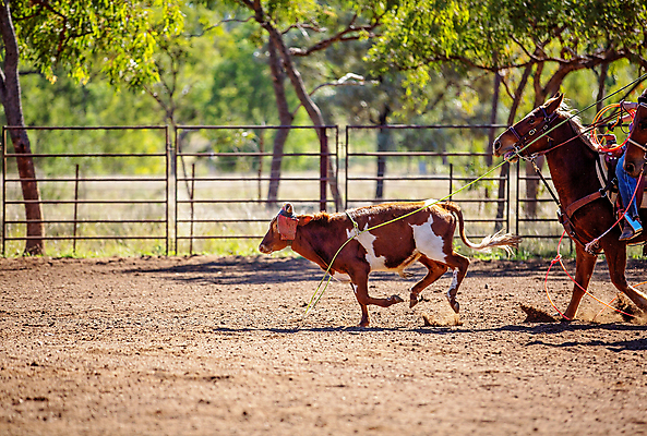 포토 JPG 해외이미지 동물 문화 밧줄 스포츠 포즈 모션 자연 사람없음 달리기 가축 경쟁 경기장 공연 운전 시골 소 승마 카우보이 호주 승차 속도 황소 쇼 먼지 로데오 송아지 라이더 서쪽 토너먼트 해외포토 줄 새끼 컨셉 포유류 스포츠시설 이벤트 오세아니아 방향 생태계 파일형식 이미지허브