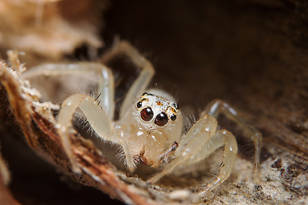포토 JPG 해외이미지 동물 곤충 백그라운드 자연 사람없음 점프 거미 해외포토 모션 생태계 파일형식 이미지허브