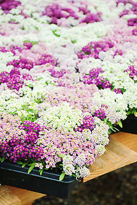 포토 JPG 해외이미지 식물 꽃잎 꽃 백그라운드 잎 꽃무늬 자연 종류 사람없음 초록색 정원 보라색 봄 성장 덮개 벚꽃 흰색 신선 개화 달콤 원예 내추럴 땅바닥 셀프 해외포토 계절 컬러 무늬 바닥 취미 뚜껑 맛 생태계 파일형식 이미지허브