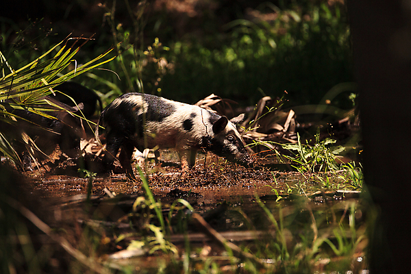 포토 JPG 해외이미지 청소년 자연 사람없음 아기 돼지 숲 뿌리기 플로리다 해외포토 포유류 모션 사람 미국 생태계 파일형식 이미지허브