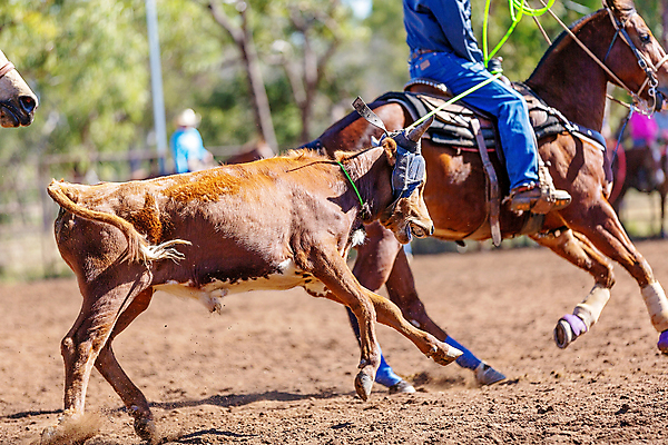포토 JPG 해외이미지 동물 남자 밧줄 스포츠 포즈 모션 이벤트 사람없음 달리기 가축 경쟁 경기장 목장 운전 잡기 거친 소 승마 카우보이 호주 승차 위험 속도 황소 먼지 목 로데오 송아지 라이더 서쪽 해외포토 줄 새끼 컨셉 포유류 스포츠시설 사람 신체부위 오세아니아 방향 파일형식 이미지허브