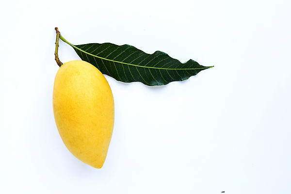 포토 JPG 해외이미지 잎 실내 사람없음 한개 열대과일 흰배경 망고 해외포토 식물 1 백그라운드 과일 내부 흰색 파일형식 이미지허브