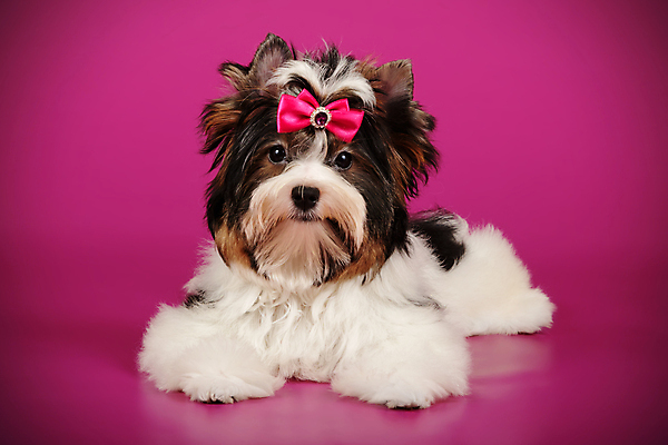 포토 JPG 해외이미지 동물 1 행복 새끼 백그라운드 새로움 털 사람없음 빨간색 반려동물 귀여움 검은색 거울 흰색 개 달콤 강아지 작음 요크셔테리어 테리어 활 솜털 송곳니 기르기 비버 삼색 해외포토 감정 컬러 컨셉 포유류 맛 치아 크기 돌봄 파일형식 이미지허브