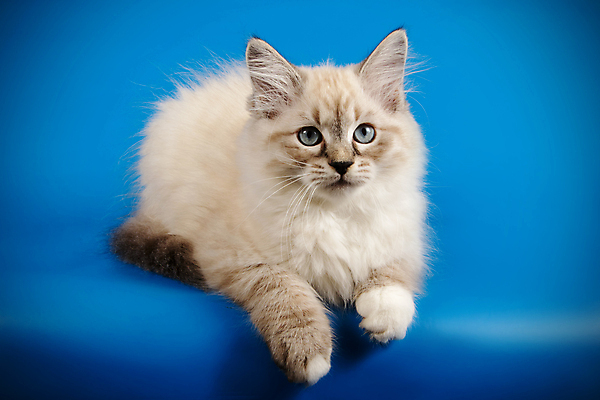 포토 JPG 해외이미지 한마리 사람없음 파란색 반려동물 고양이 네바마스커레이드 해외포토 동물 1 컬러 포유류 파일형식 이미지허브