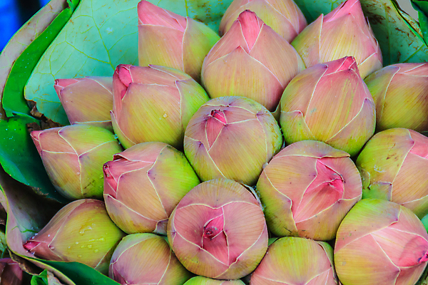 포토 JPG 해외이미지 식물 전통 꽃잎 꽃 종교 분홍색 꽃다발 백그라운드 잎 꽃무늬 불교 벽지 사람없음 초록색 컬러풀 평화 벚꽃 기도 신선 개화 그룹 시장 다발 순수 명상 방콕 향기 신성 거인 숭배 신앙심 존경 해외포토 컬러 컨셉 무늬 태국 냄새 파일형식 이미지허브