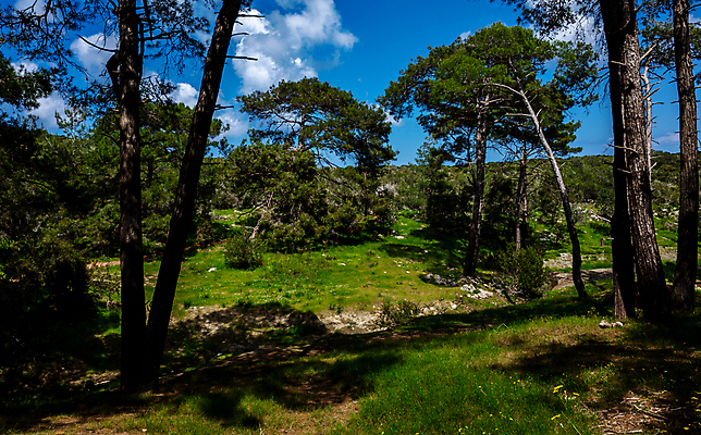 포토 JPG 해외이미지 나무 공원 아시아 도로 섬 여행 백그라운드 자연 하늘 산 풍경 사람없음 목재 초록색 여름 파란색 환경 계곡 안개 시골 중앙 숲 지중해 언덕 상록수 침엽수 거인 내추럴 삼나무 옛날 전국 절정 해외포토 사이프러스공화국 식물 계절 공공시설 유럽 나라 길 바다 컬러 재료 교통시설 날씨 생태계 파일형식 이미지허브