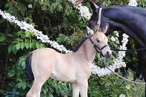 포토 JPG 해외이미지 나무 동물 응시 공원 문화 포즈 잎 자연 엄마 휴가 따뜻함 풍경 사람없음 야외 장식 빛 농장 갈색 노란색 파티 머리 검은색 축제 축하 내추럴 망아지 기르기 돌봄 지능 해외포토 식물 시선 공공시설 새끼 컬러 컨셉 농업 가족 모션 이벤트 신체부위 말_동물 생태계 파일형식 이미지허브