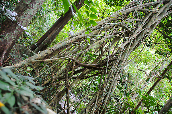 포토 JPG 해외이미지 나무 식물 공원 음식 백그라운드 잎 패턴 농업 채소 데이트 자연 건강 요리 풍경 사람없음 야외 목재 초록색 약 새싹 환경 정원 검은색 하이킹 수확 성장 나뭇가지 신선 숲 묘사 유기농 질감 벨리즈 뿌리 포도나무 내추럴 옛날 해외포토 웰빙 공공시설 산업 컬러 무늬 재료 의학 레저 중앙아메리카 과일나무 생태계 파일형식 이미지허브