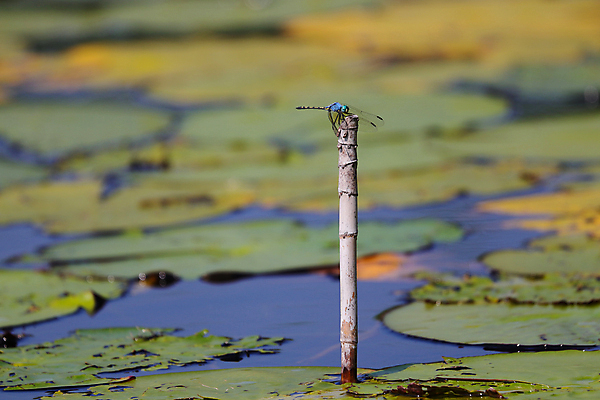 포토 JPG 해외이미지 동물 호수 야생동물 곤충 백그라운드 자연 종류 앉기 사람없음 가로 초록색 물 파란색 컬러풀 노란색 환경 사진촬영 활발 연못 벌레 잠자리 흉부 대나무 꼬리 서식지 내추럴 패드 남아프리카 해외포토 자연요소 나무 컬러 컨셉 모션 아프리카 촬영 호흡기관 생태계 파일형식 이미지허브