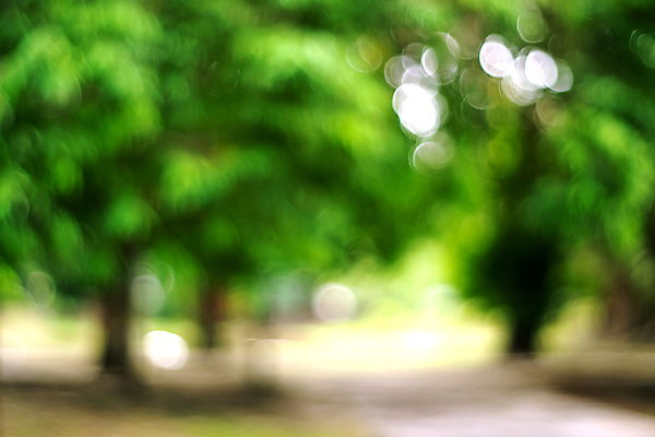 포토 JPG 해외이미지 나무 식물 디자인 계절 공원 도로 지구 여행 백그라운드 컨셉 잎 밭 자연 벽지 하늘 추상 휴식 거리 사람 풍경 사람없음 야외 초록색 여름 빛 컬러풀 햇빛 태양 우주 환경 정원 산책 가을 도시 소프트포커스 숲 질감 보케 내추럴 블러 해외포토 자연요소 공공시설 길 컬러 무늬 농업 교통시설 촬영기법 생태계 파일형식 이미지허브