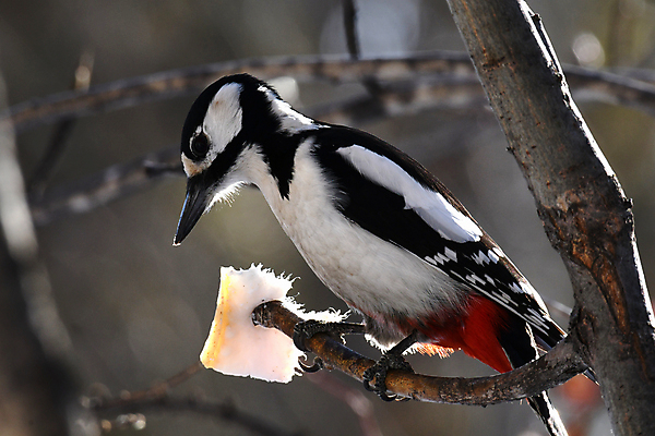 포토 JPG 해외이미지 동물 조류 사람없음 견과류 덩굴 깃털 부리 참새 해외포토 식물 파일형식 이미지허브