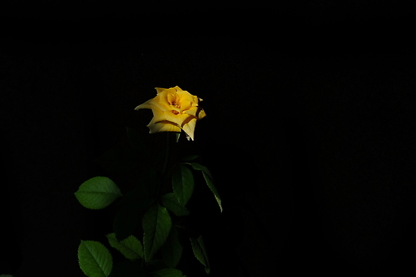 포토 JPG 해외이미지 식물 디자인 꽃잎 꽃 꽃다발 결혼 백그라운드 꽃무늬 자연 유리 탁자 엄마 선물 사랑 미술 사람없음 목재 장식 장미 노란색 정원 검은색 침묵 봄 벚꽃 흰색 신선 신용카드 개화 그룹 싱글 아로마 내추럴 고립 정물화 파스텔톤 해외포토 나무 계절 감정 컬러 가구 무늬 재료 가족 재질 문화예술 이벤트 금융 소리 그림 생태계 파일형식 이미지허브