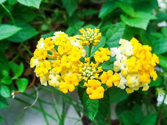 포토 JPG 해외이미지 식물 캐릭터 계절 공원 꽃잎 꽃 아시아 분홍색 백그라운드 잎 꽃무늬 오렌지 자연 사람없음 야외 장식 빨간색 초록색 울타리 컬러풀 정원 봄 벚꽃 직물 개화 황금 허브 관목 묘사 내추럴 해외포토 나무 공공시설 나라 컬러 무늬 과일 담장 생태계 파일형식 이미지허브