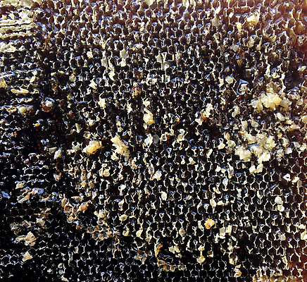 포토 JPG 해외이미지 음식 곤충 세포 건강 사탕 사람없음 약 노란색 식사 흐름 머리빗 액체 황금 달콤 맛 떨어짐 꿀벌 벌 날것 꽃가루 부드러움 육각형 꿀 고무 벌집 내추럴 밀랍 양봉 양봉장 어려움 왁스 폴리곤 정확 해외포토 도형 동물 컬러 컨셉 의학 디저트 미용용품 감각 벌_곤충 가루 파일형식 이미지허브