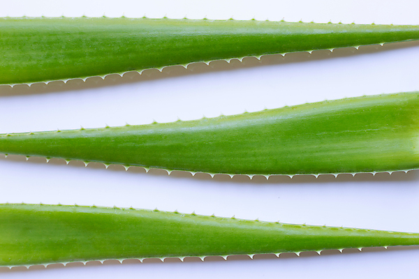 포토 JPG 해외이미지 스튜디오촬영 실내 사람없음 흰배경 알로에 해외포토 식물 백그라운드 내부 흰색 파일형식 이미지허브