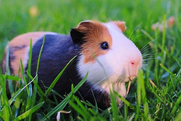 포토 JPG 해외이미지 동물 포유류 초식동물 털 건강 사람없음 야외 초록색 반려동물 가축 소 닫기 설치류 작음 방목 모피 먹기 보케 솜털 동물상 이국적 해외포토 컬러 모션 조형물 축산업 크기 파일형식 이미지허브