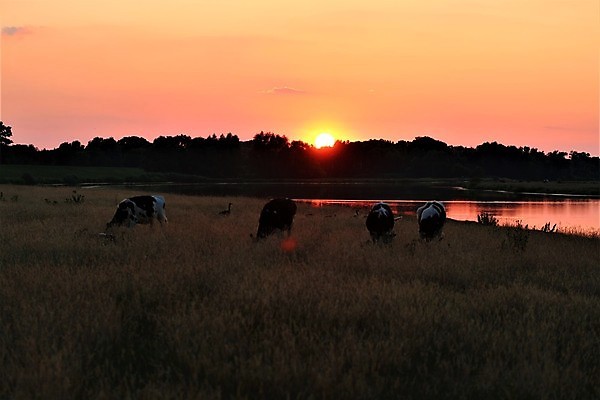 포토 JPG 해외이미지 나무 동물 공원 호수 자연 사람없음 야외 빨간색 강 태양 농장 검은색 일몰 소 저녁 밭일 해외포토 자연요소 식물 공공시설 컬러 농업 포유류 노을 야간 생태계 파일형식 이미지허브
