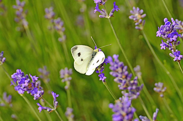 포토 JPG 해외이미지 꽃 야생동물 나비 곤충 꽃무늬 날개 자연 건강 사람없음 여름 파란색 약 건강관리 보라색 활발 벚꽃 흰색 지중해 허브 향수 양배추 향기 향 꿀 라벤더 라일락 내추럴 동물상 해외포토 식물 동물 계절 바다 컬러 컨셉 무늬 채소 의학 관리 조형물 화장품 생태계 냄새 파일형식 이미지허브